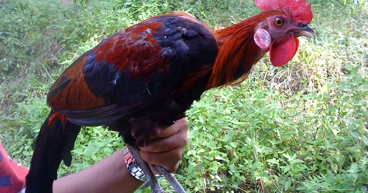 Pictures of Junglefowl