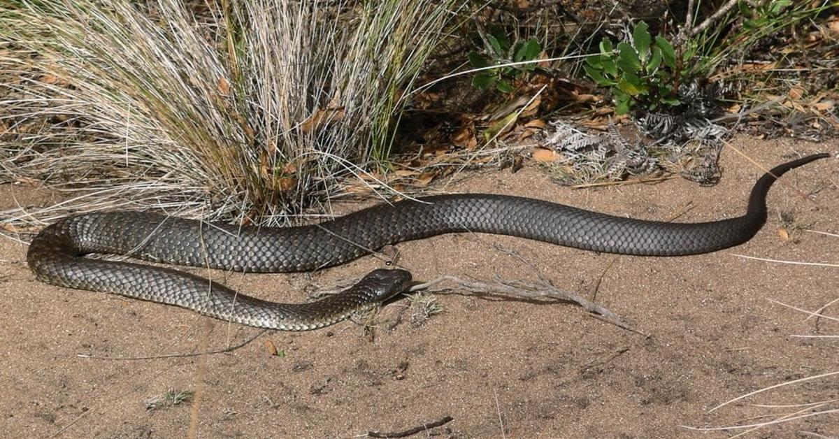 Pictures of Tiger Rattlesnake