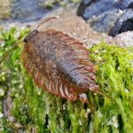 Pictures of Sea Roach