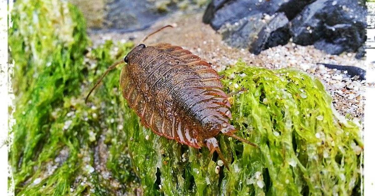 Pictures of Sea Roach