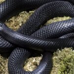 Pictures of Mexican Black Kingsnake