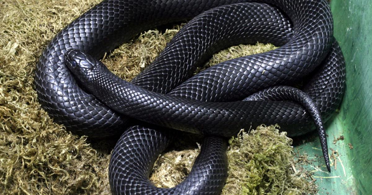 Pictures of Mexican Black Kingsnake