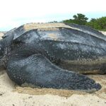 Pictures of Leatherback Sea Turtle