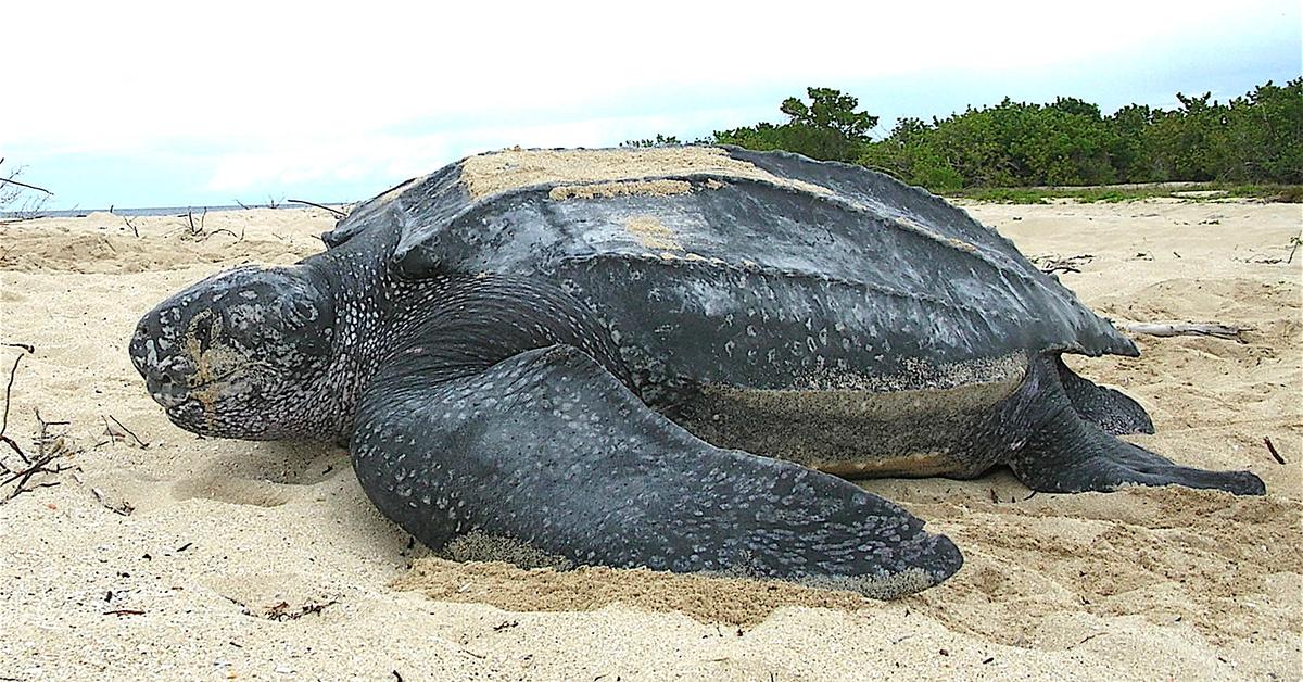 Pictures of Leatherback Sea Turtle