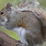 Pictures of Eastern Gray Squirrel