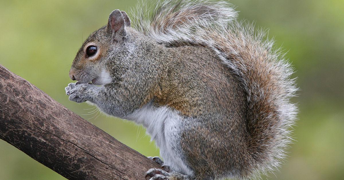 Pictures of Eastern Gray Squirrel