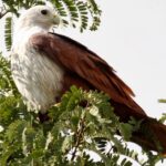 Pictures of Mexican Eagle