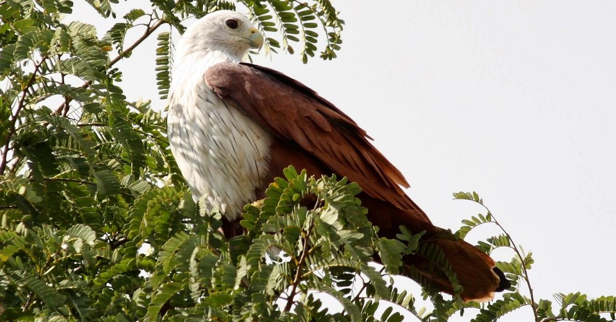 Pictures of Mexican Eagle