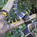 Pictures of Mangrove Snake