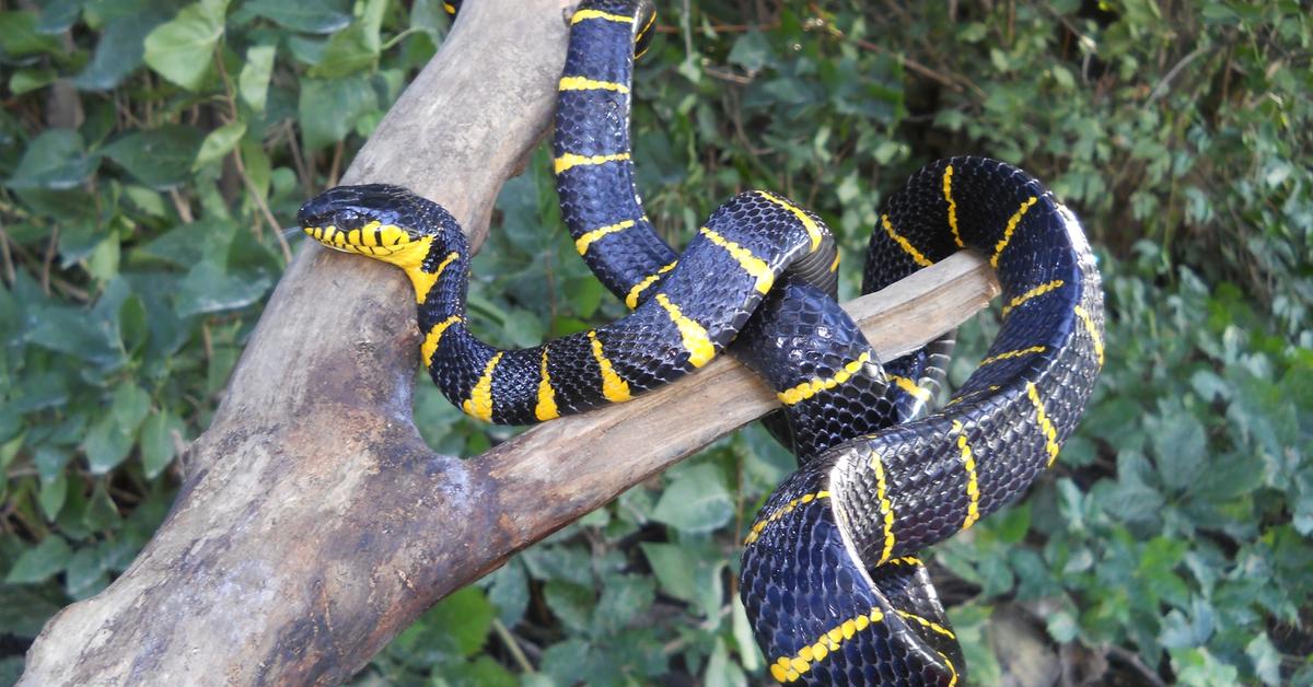 Pictures of Mangrove Snake