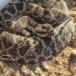 Pictures of Southern Pacific Rattlesnake