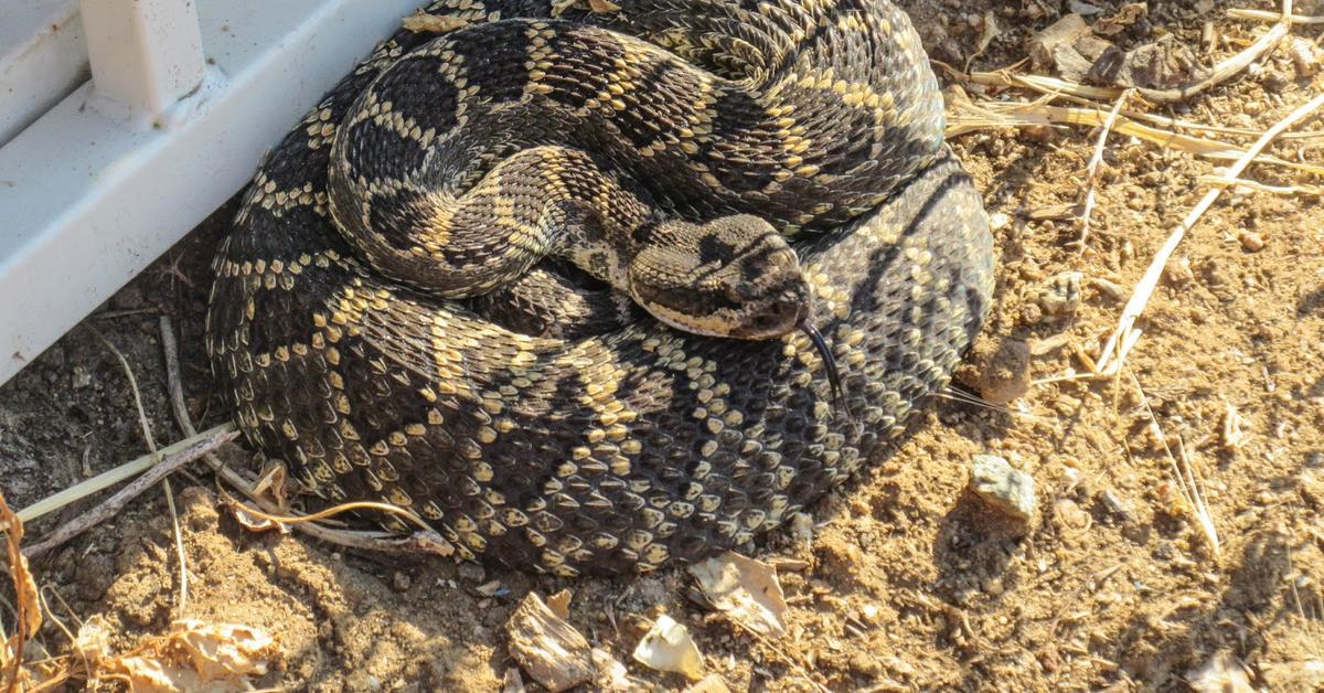 Pictures of Southern Pacific Rattlesnake