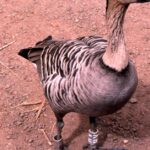 Pictures of Hawaiian Goose