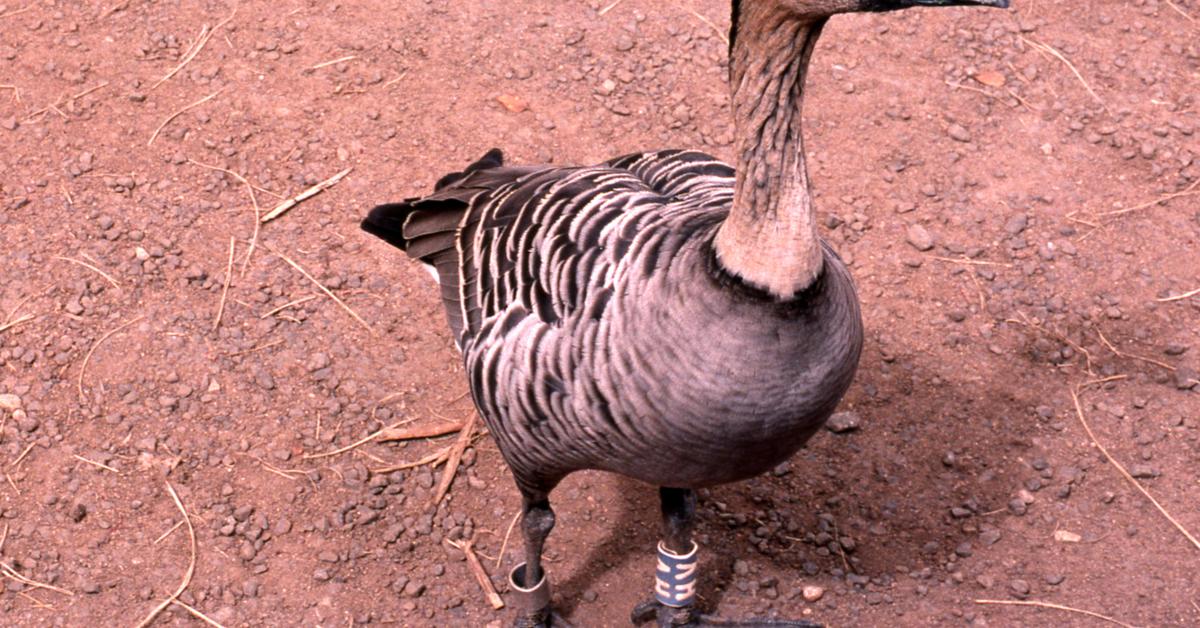 Pictures of Hawaiian Goose