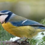 Pictures of Blue Tit