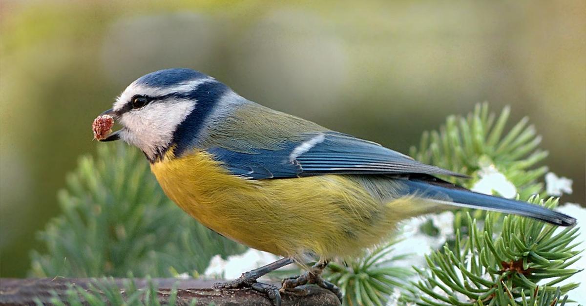 Pictures of Blue Tit