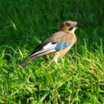 Pictures of Eurasian Jay