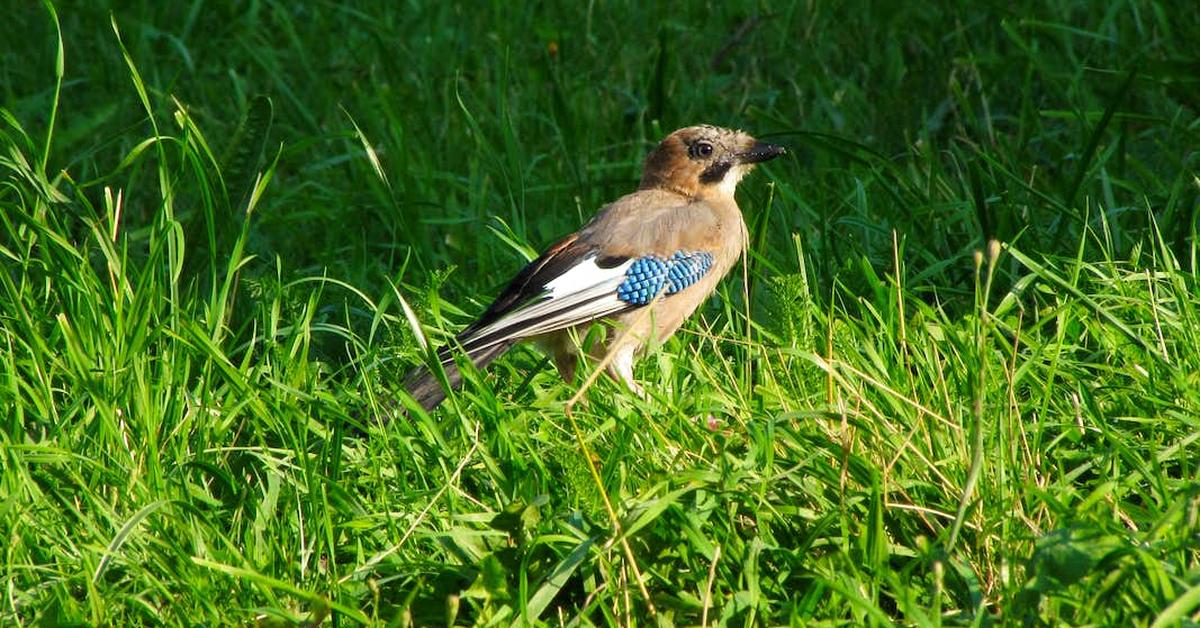 Pictures of Eurasian Jay