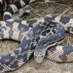 Pictures of Pine Snake