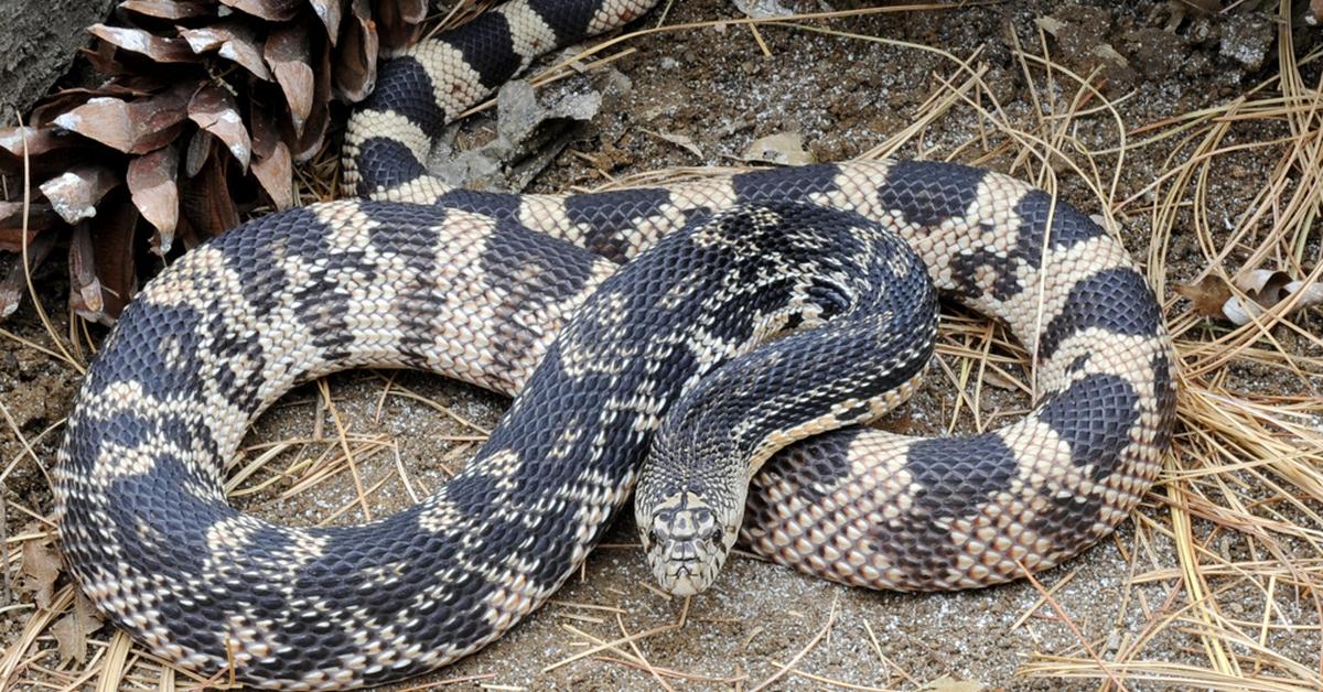 Pictures of Pine Snake