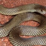 Pictures of Mulga Snake