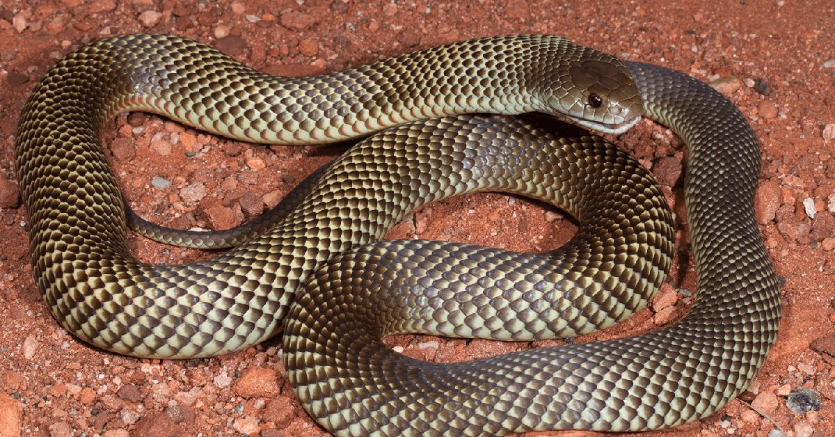 Pictures of Mulga Snake