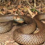 Pictures of Eastern Brown Snake