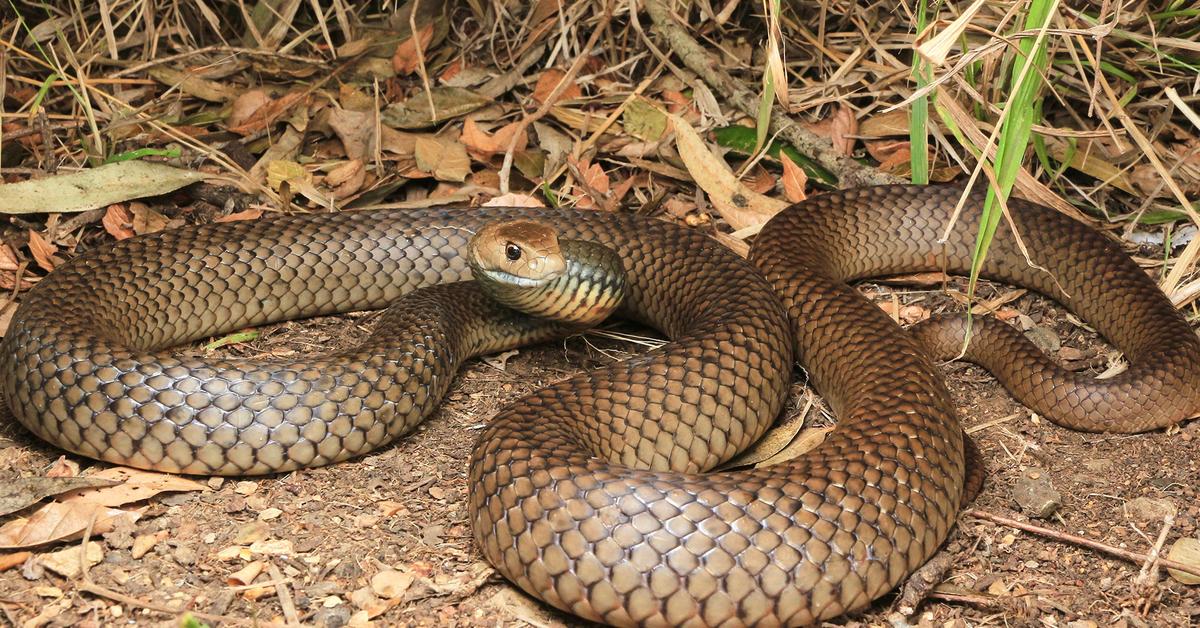 Pictures of Eastern Brown Snake