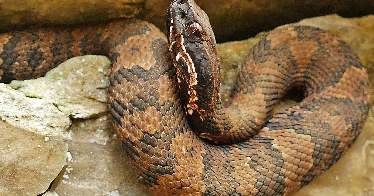 Pictures of Moccasin Snake