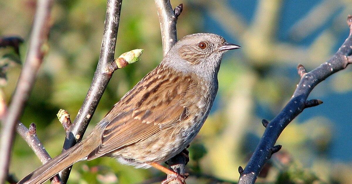 Pictures of Dunnock