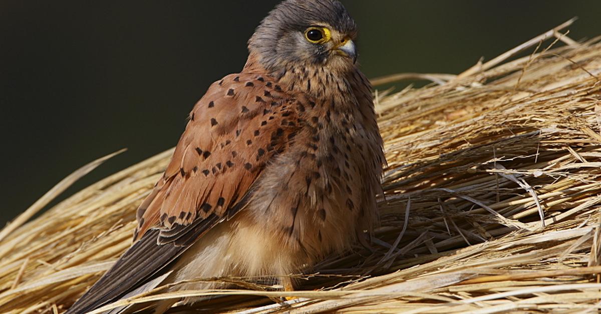 Pictures of Kestrel