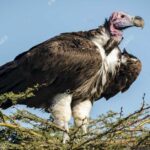 Pictures of Lappet-Faced Vulture