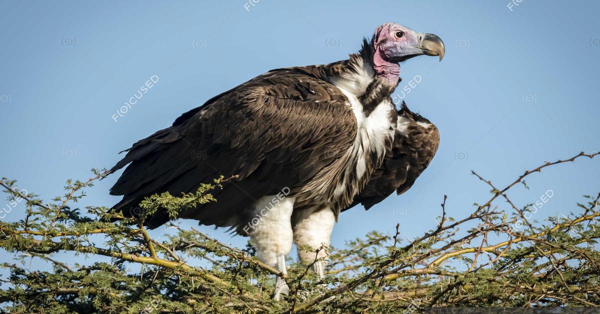 Pictures of Lappet-Faced Vulture