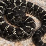 Pictures of Arizona Black Rattlesnake