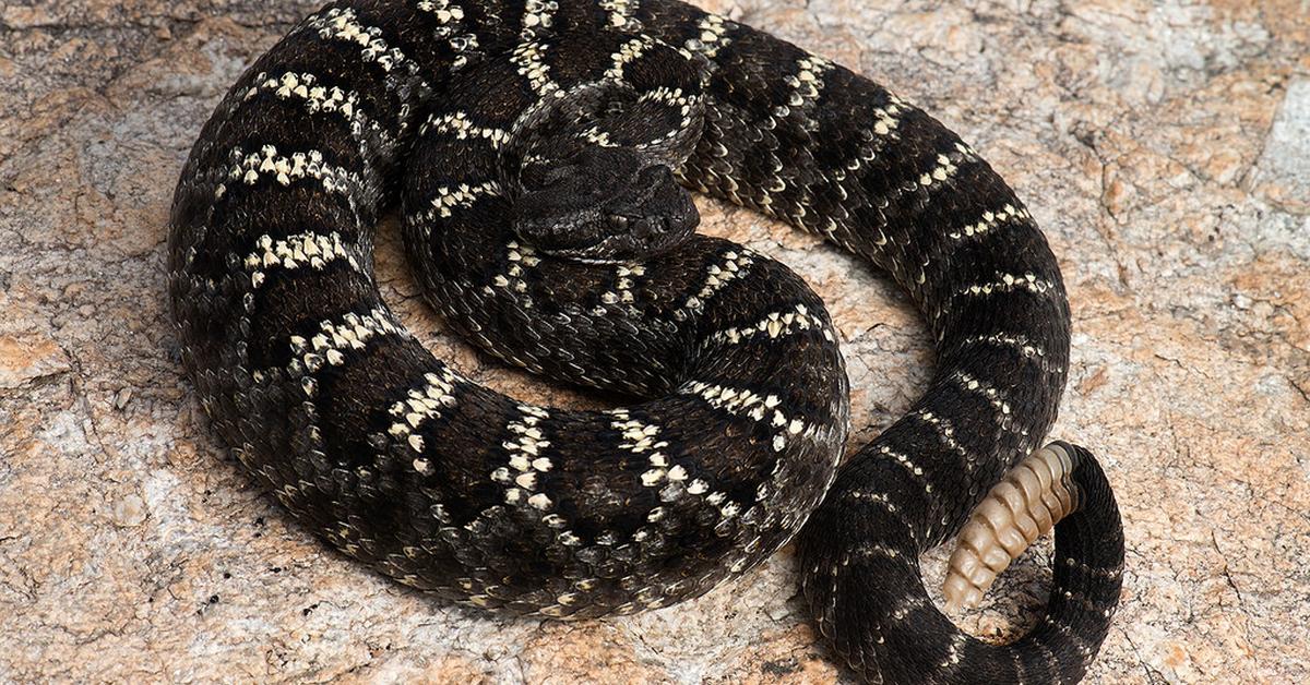 Pictures of Arizona Black Rattlesnake