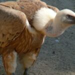 Pictures of Griffon Vulture