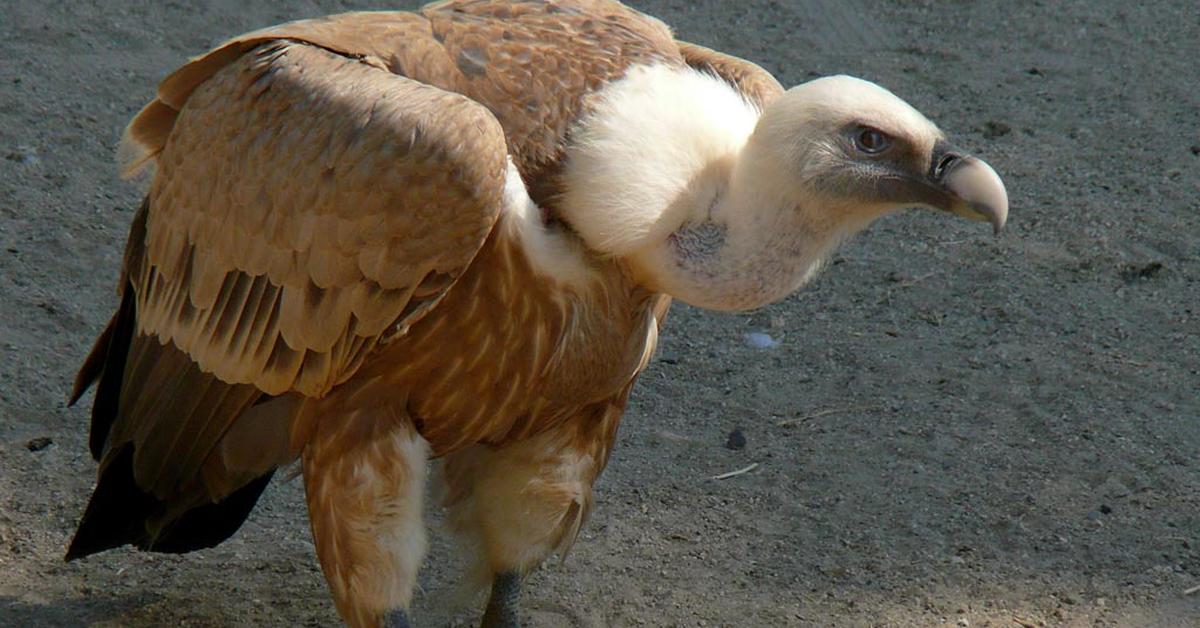 Pictures of Griffon Vulture