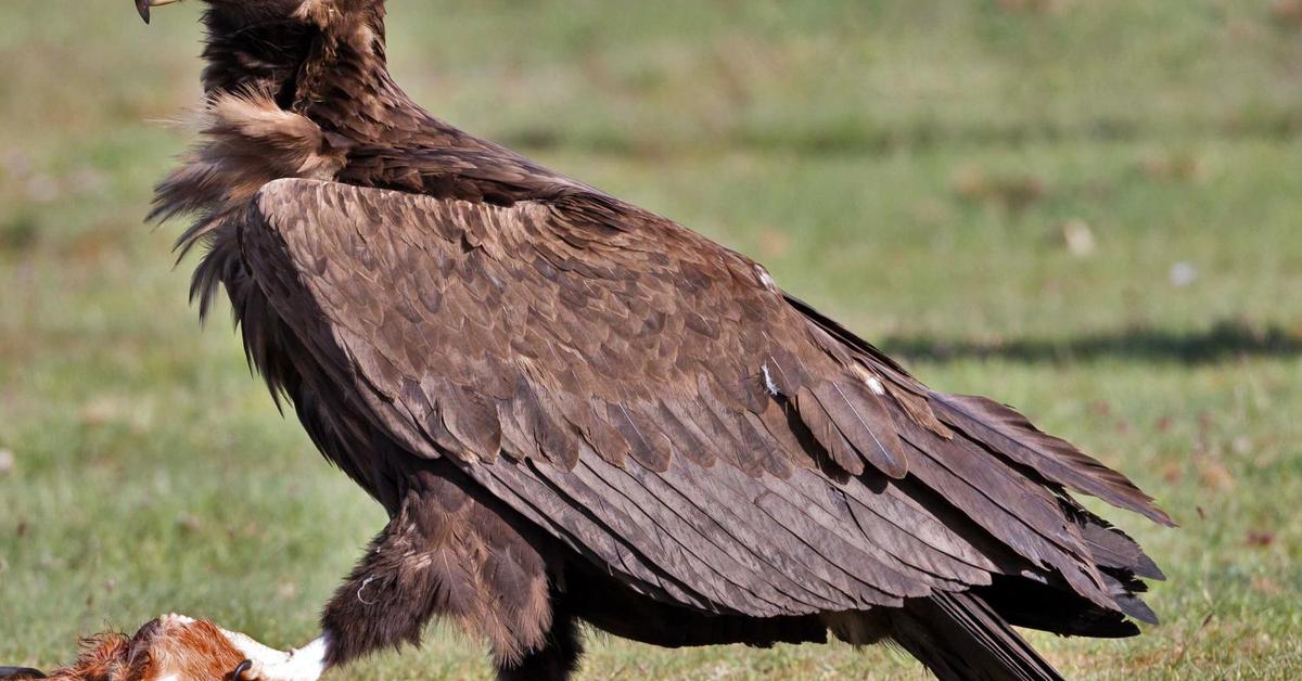 Pictures of Cinereous Vulture