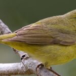 Pictures of Orange-Crowned Warbler