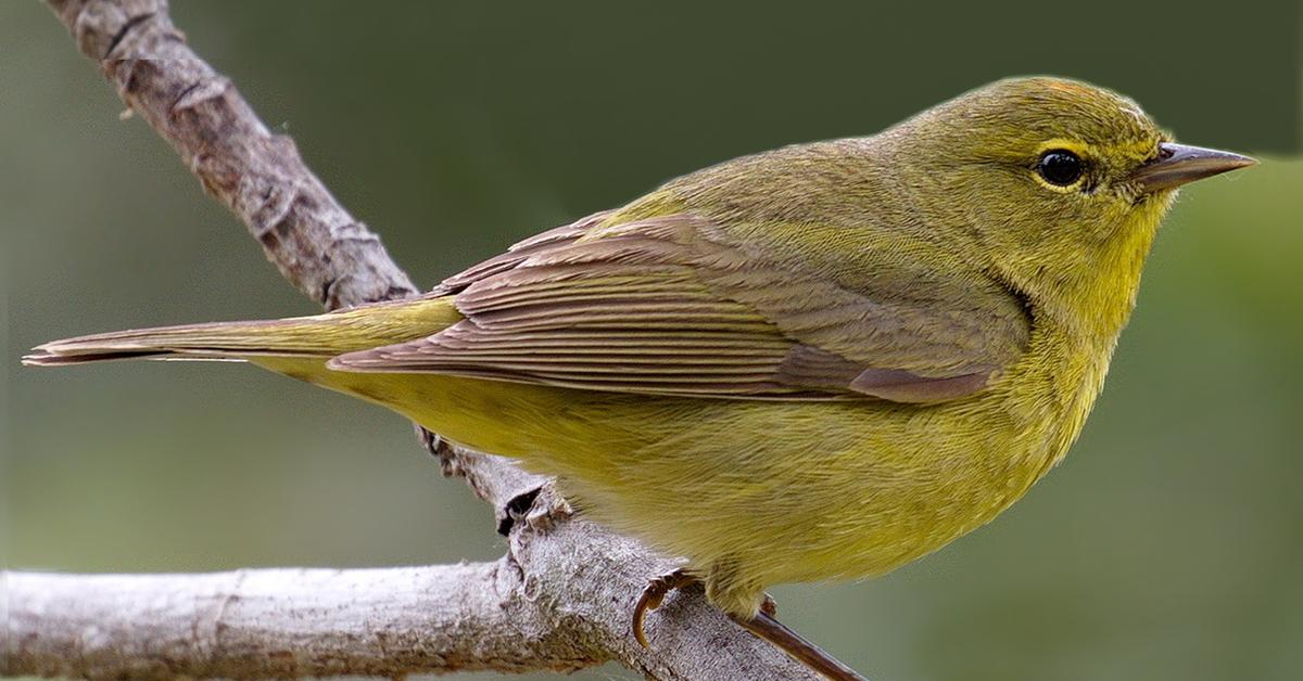 Pictures of Orange-Crowned Warbler