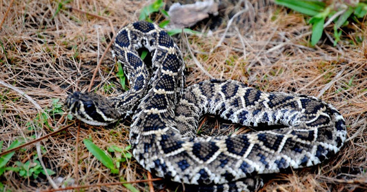 Pictures of Eastern Diamondback Rattlesnake