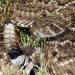 Pictures of Western Diamondback Rattlesnake