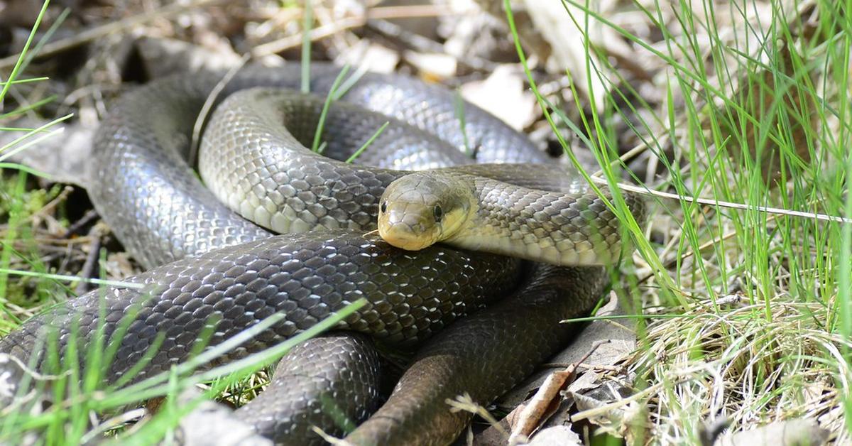 Pictures of Aesculapian Snake