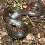 Pictures of Mud Snake