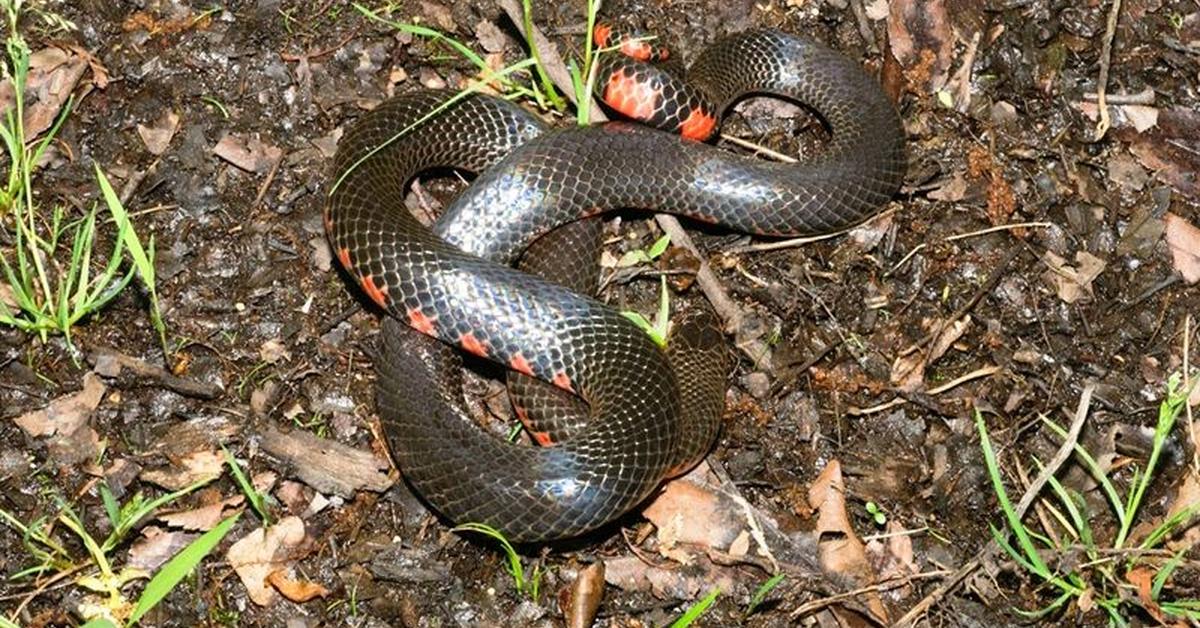 Pictures of Mud Snake