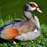 Pictures of Egyptian Goose