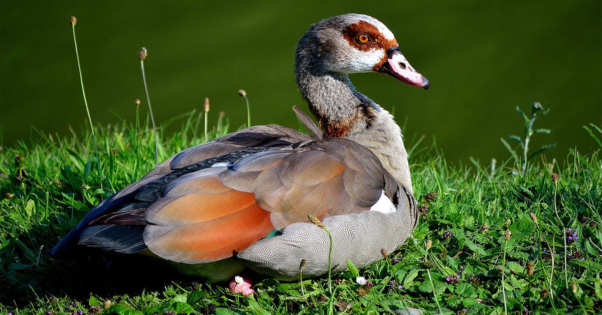 Pictures of Egyptian Goose