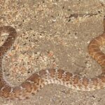 Pictures of Red Diamondback Rattlesnake