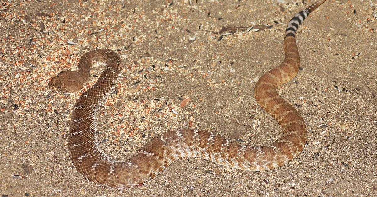 Pictures of Red Diamondback Rattlesnake