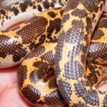 Pictures of Kenyan Sand Boa